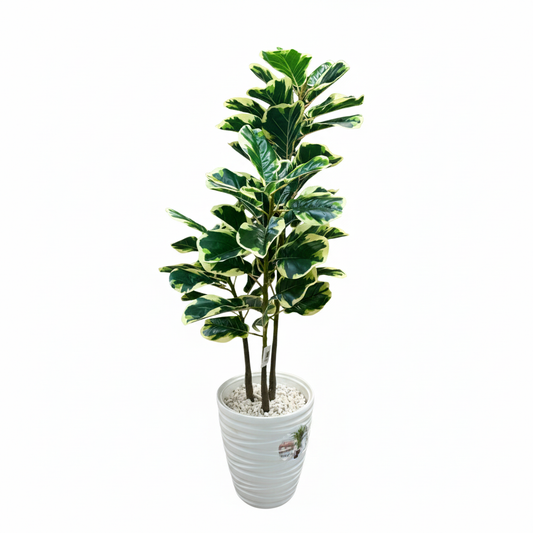 Ficus Lyrata
